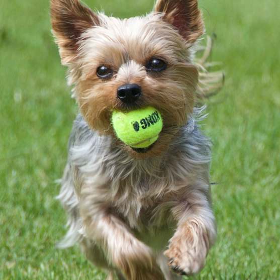 small yorkshire terrier plaing fetch